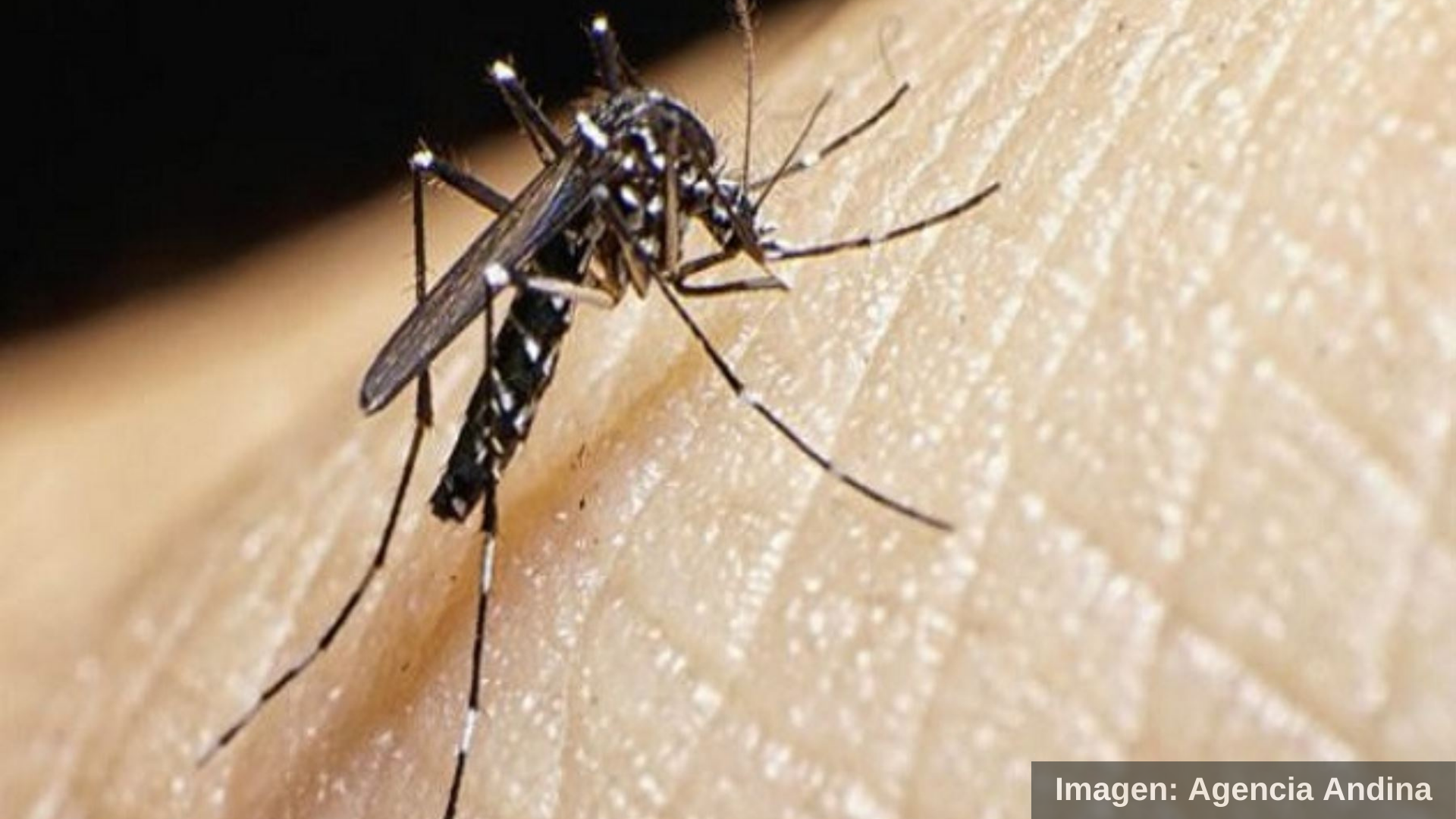 Nueva variante de dengue amenaza Tumbes