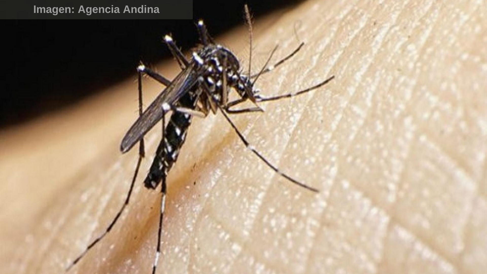 Crece el número de infectados por dengue en el país